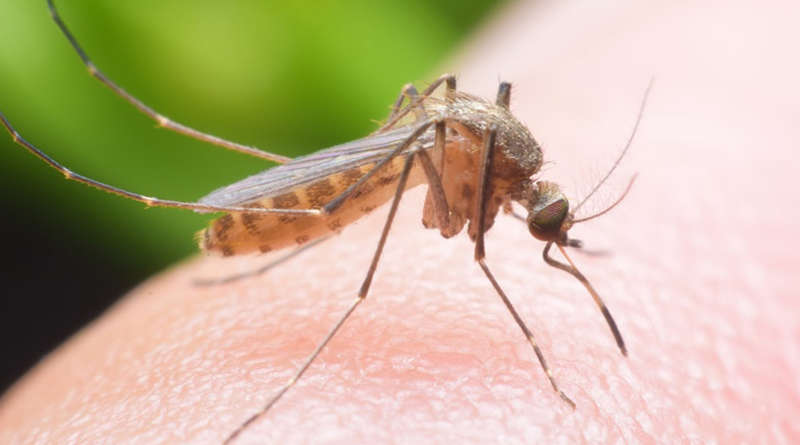 Mách bố mẹ cách phòng tránh muỗi đốt cho trẻ không bị sốt xuất huyết