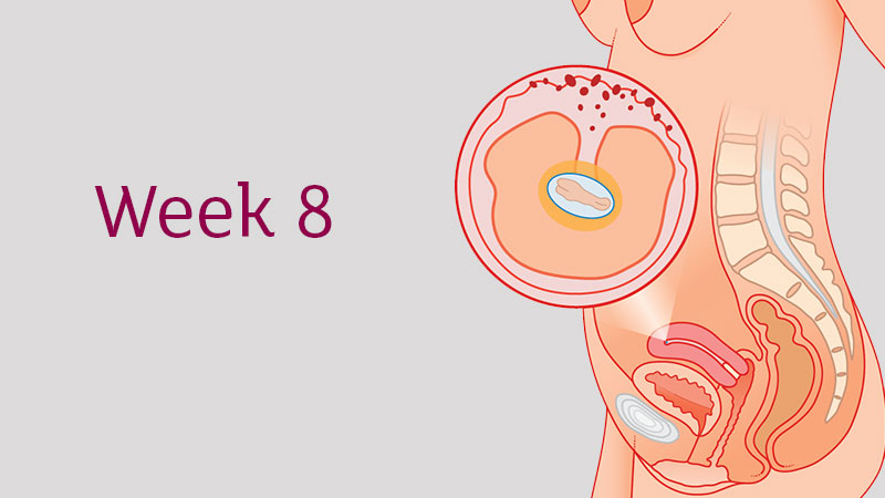 Mang thai tuần thứ 8