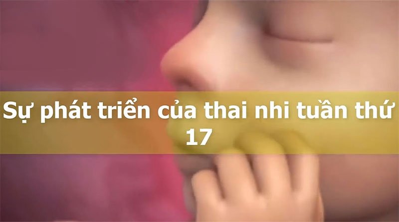 Mang thai tuần thứ 17 đánh dấu cột mốc phát triển quan trọng của thai nhi.