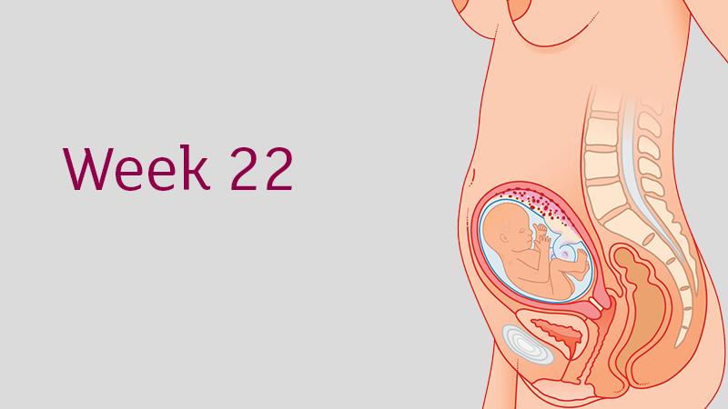 Chế độ dinh dưỡng tuần mang thai thứ 22 và những điều mẹ cần biết